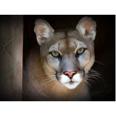 ОБУВЬ PUMA: КОМФОРТ ВО ВРЕМЯ ТРЕНИРОВКИ И ОТДЫХА